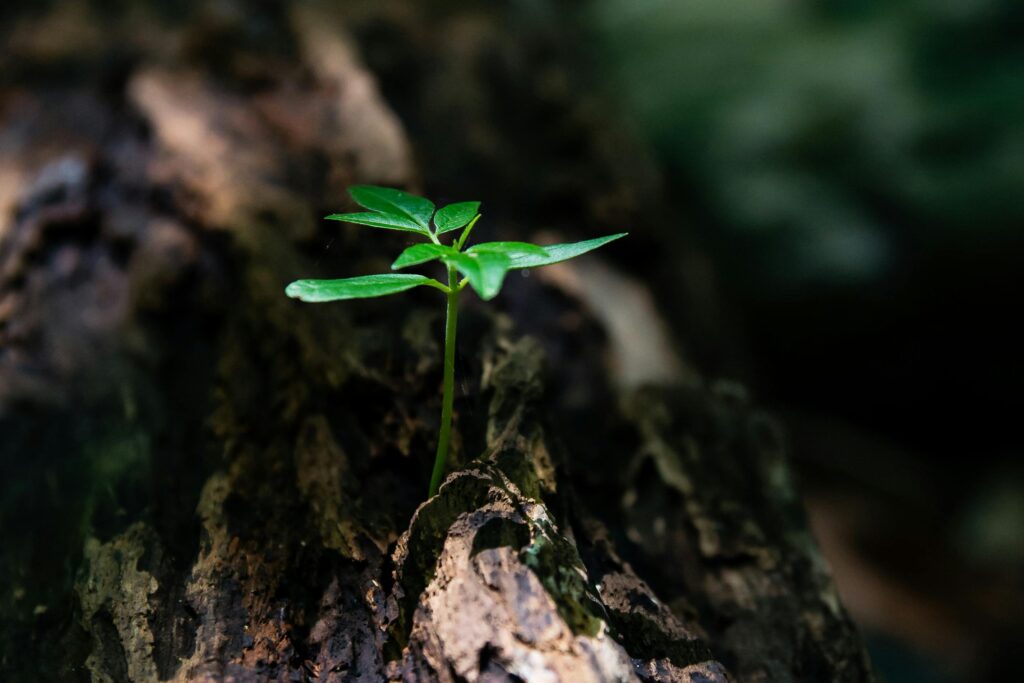 A vibrant green seedling emerges from decaying wood, symbolizing nature's growth.